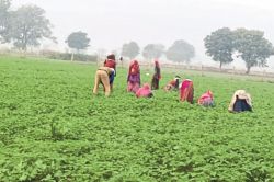 राजस्थान में हो रही अमरीका के सुपर फूड की खेती, कुंडाल के चार किसान दक्षिण
अमरीका से भारत पहुंकर कर रहे चिया की खेती - image