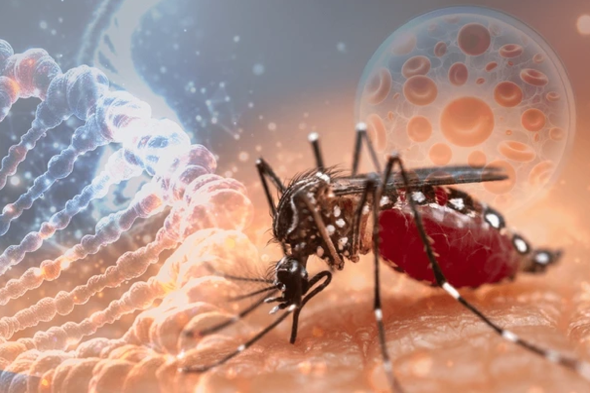 Chikungunya Alert