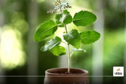 Tulsi Puja Ke Niyam: इस दिन तुलसी के पत्ते तोड़ना तो दूर, छूने से भी लगता है
महापाप, यहां जानिए इसका रहस्य - image