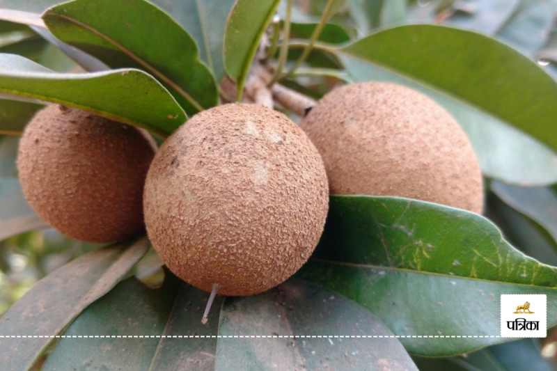 Chiku khane ke fayde