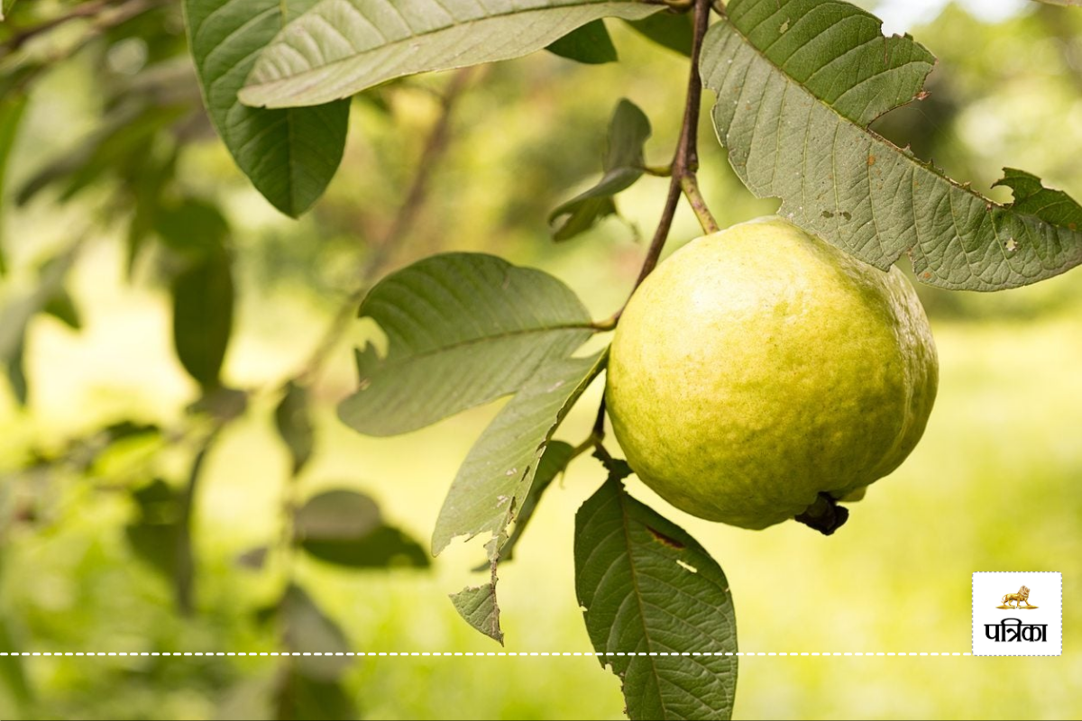Guava for cough and cold relief