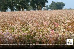 Jashpur News: जशपुर के टाऊ की यूके तक धमक, इस बार 2000 हेक्टेयर में लहलहा रही
फसल - image