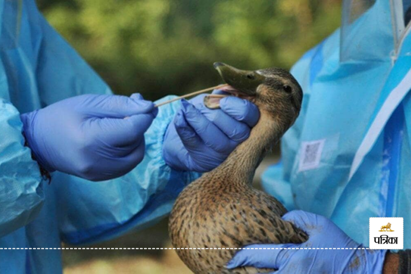 Bird flu pandemic warning