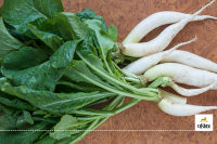 Health Benefits Radish leaves