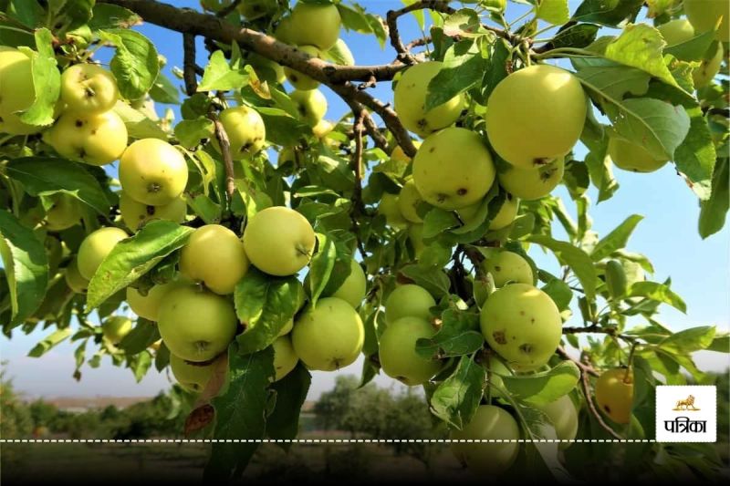 Green Apple Cultivation