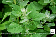 Benefits of eating Bathua