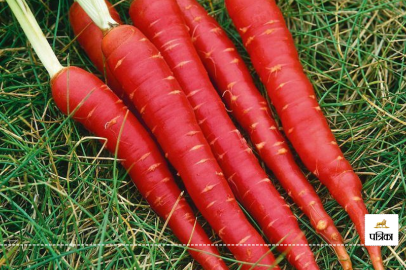 Amazing benefits of red carrots in winter