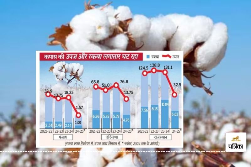 Cloth will become Expensive Cotton Arrival in Rajasthan Decreased by 43 Percent