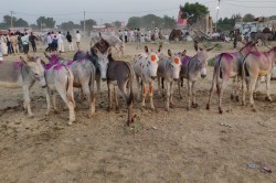 Donkey Smuggling: गधों की तस्करी का अनूठा तरीका, चराते-चराते तस्कर भारत-नेपाल
सीमा पार कर पहुंचा रहे चीन - image