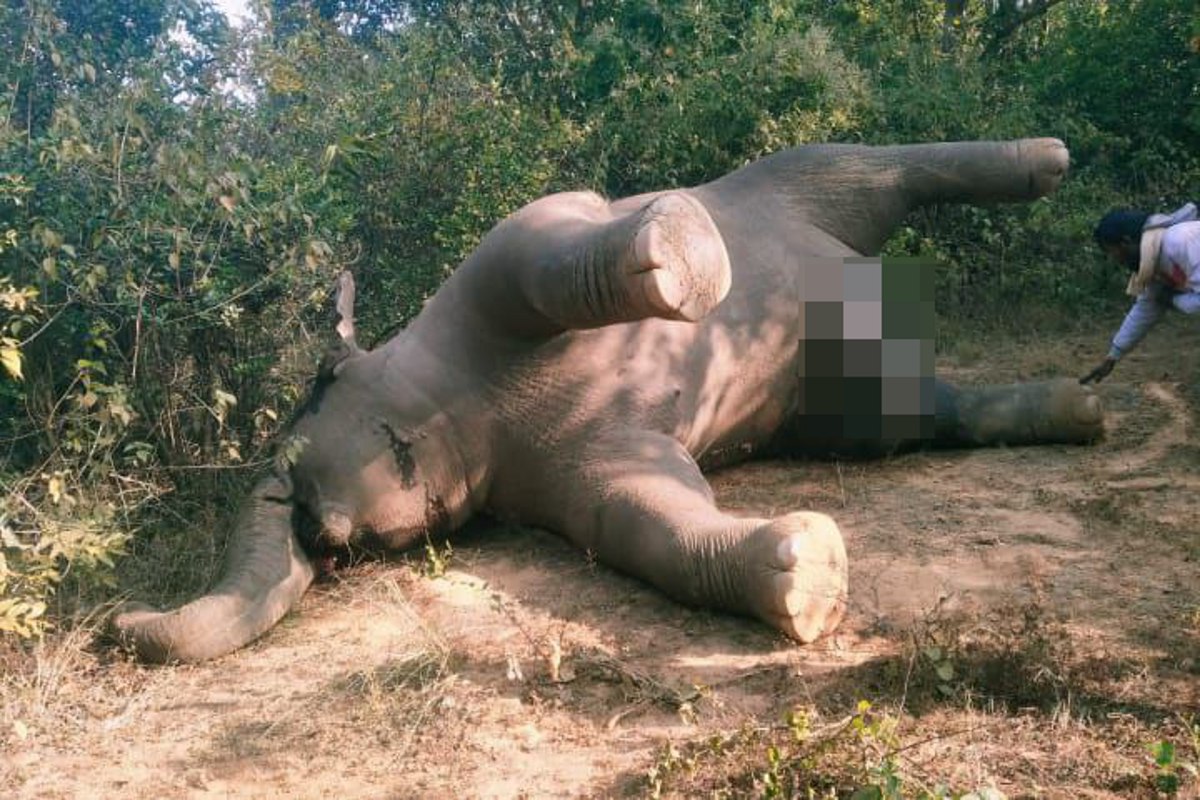 Elephant died: गांव से सटे जंगल में मिला हाथी का शव, इधर हाथी ने भैंस को मार
डाला, 3 घायल