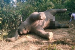 Elephant died: गांव से सटे जंगल में मिला हाथी का शव, इधर हाथी ने भैंस को मार
डाला, 3 घायल - image