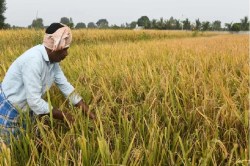 राजस्थान के इस जिले के किसान घर पर बना रहे ‘ब्रह्मास्त्र’ और ‘अग्निस्त्र’, ऐसे
करते हैं ‘दुश्मनों’ का सफाया - image