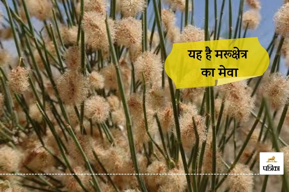Churu Desert Region Dry Fruit Fog Flourish know what it is