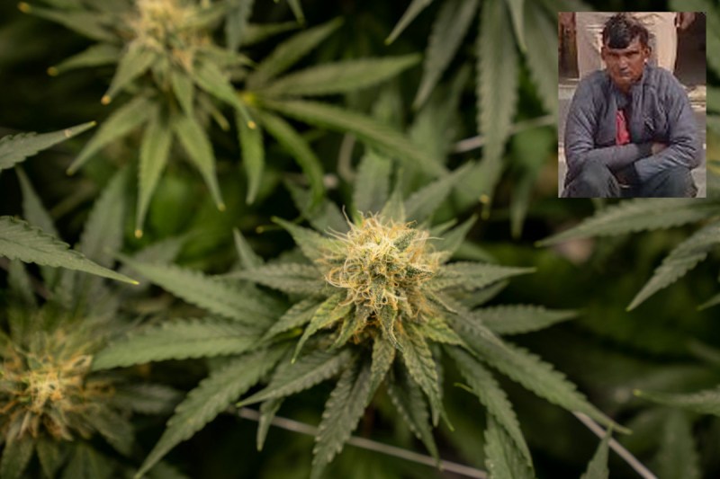 Ganja Plants at Home