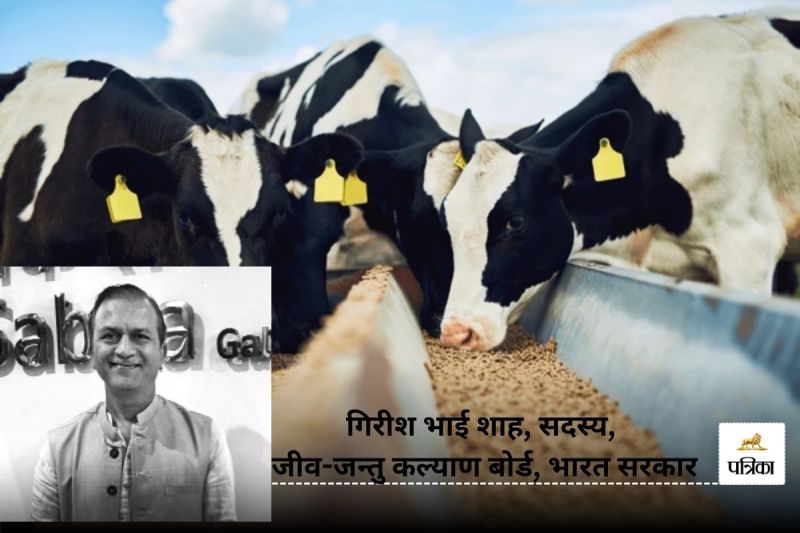 India dairy import standards, Strict certification norms, Blood meal-fed animals, Religious and cultural beliefs, Dairy product imports, Indian Ministry of Commerce, Regulatory framework, Protecting Indian farmers, Economic interests, Cultural sensitivities, Import restrictions, India-US trade relations, Ethical dairy standards, Vegetarian-friendly products, Dairy import guidelines