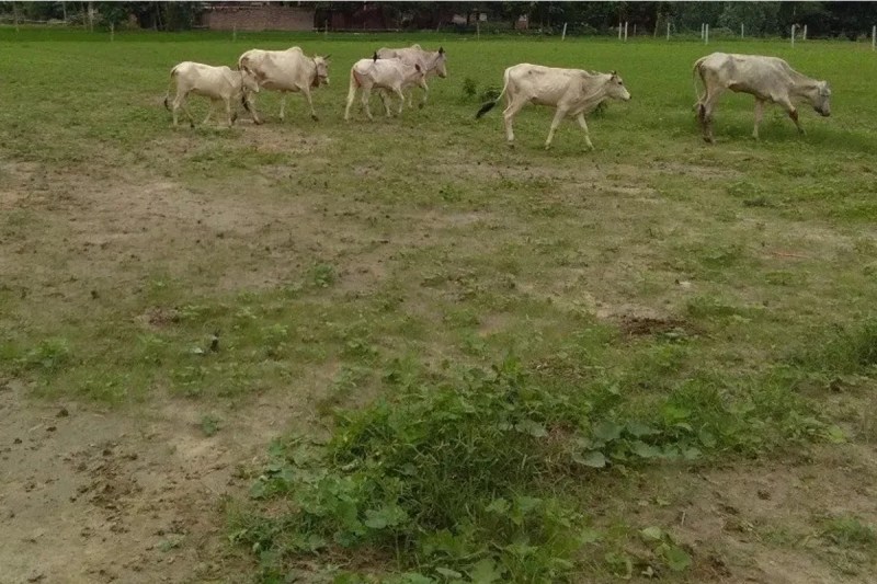 Grazing Land in Rajasthan