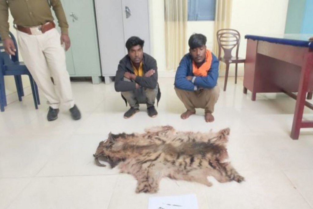 Wild animal skin smuggling