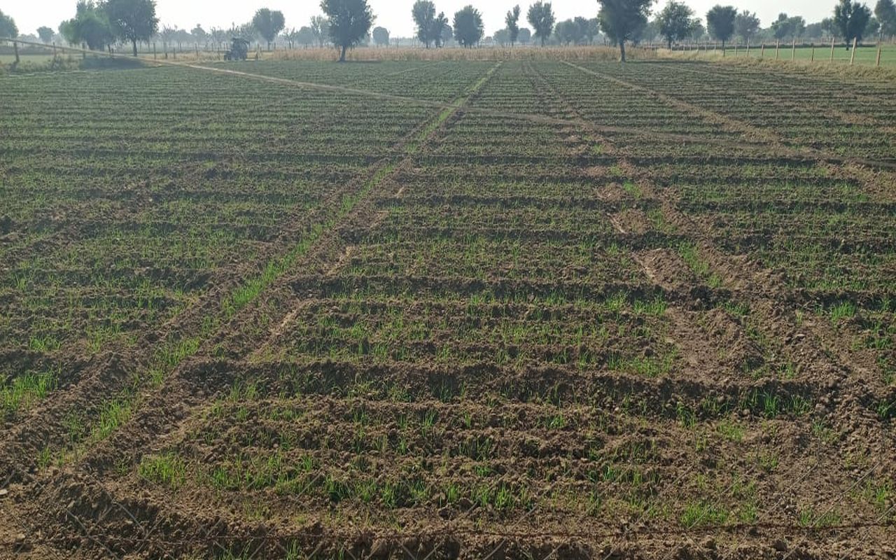 Nagaur patrika news…बढ़ती सर्दी में किसान यह उपाय कर बचा सकते हैं अपनी फसल…VIDEO