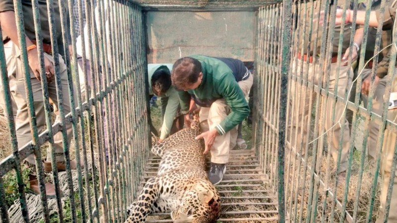 पकड़ा गया तेंदुआ