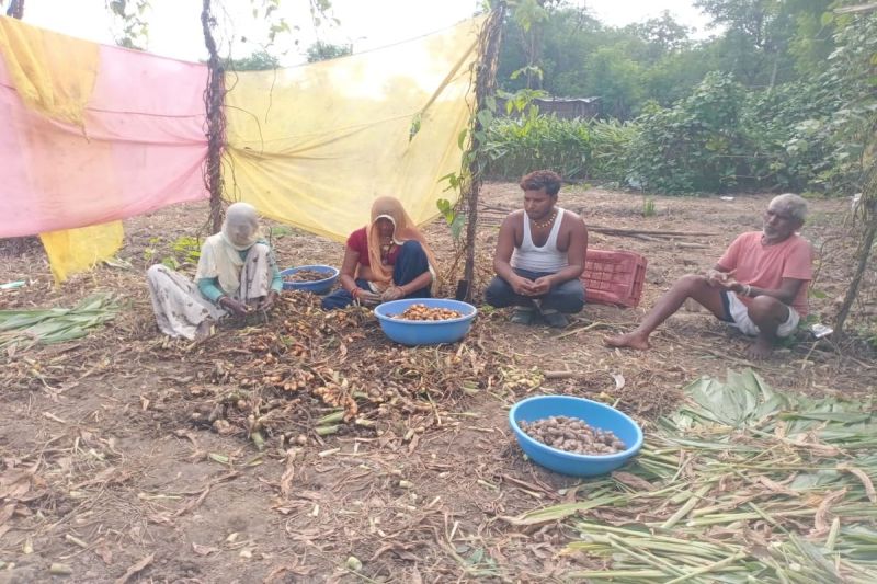 Organic farming is being done on 1500 hectares of land