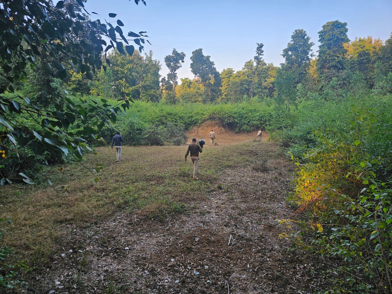 Tiger in Katni