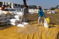 धान खरीदी होगी पारदर्शी (photo source- Patrika)