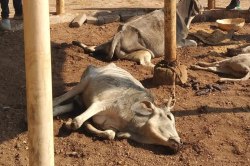 मूक मवेशियों के साथ संवेदनहीनता: अस्पताल में नोंच रहा श्वानों का झुंड - image