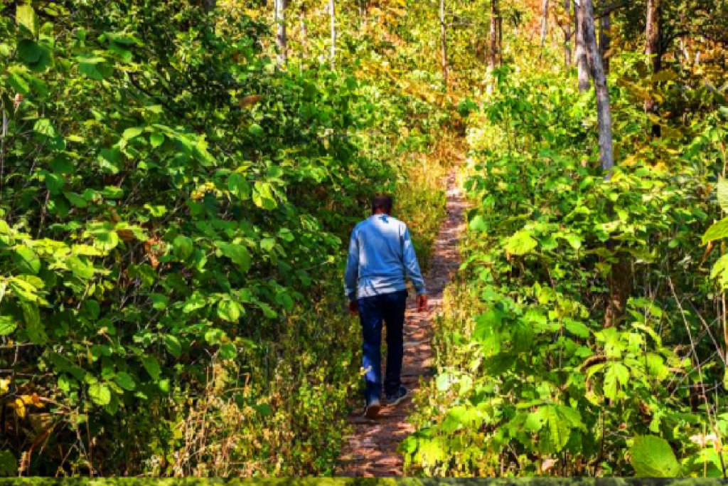 Kathotiya Forest