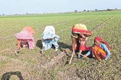 अधिक उत्पादन बन सकती है आफत: ऊंचे भाव देख किसानों ने लगाया इस फसल पर दाव, 1 लाख
5 हजार 77 हैक्टेयर में कर दी बुवाई - image