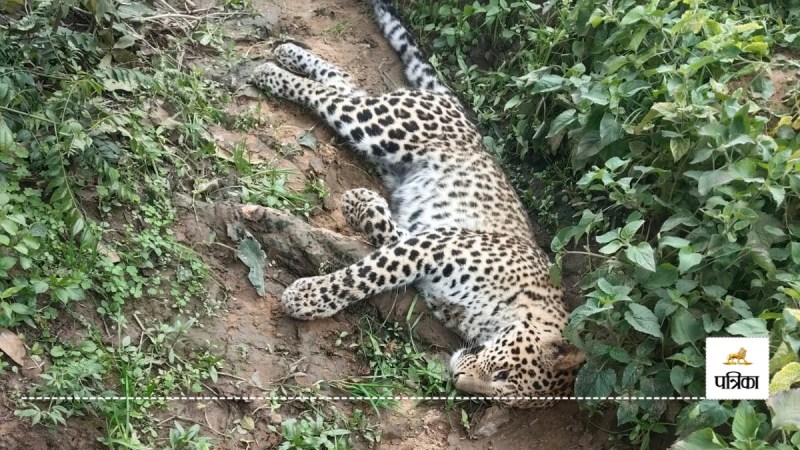 Leopard dead body found in Bijnor forest