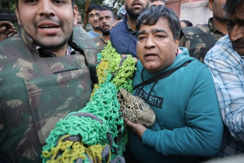 leopard in Vidyadhar Nagar jaipur tranquillized after 4 hours