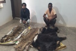 Wild animal skin smuggling: तेंदुए, भालू व लकड़बग्घे की खाल तथा हाथी के 2 दांत
की तस्करी करते 7 आरोपी गिरफ्तार - image