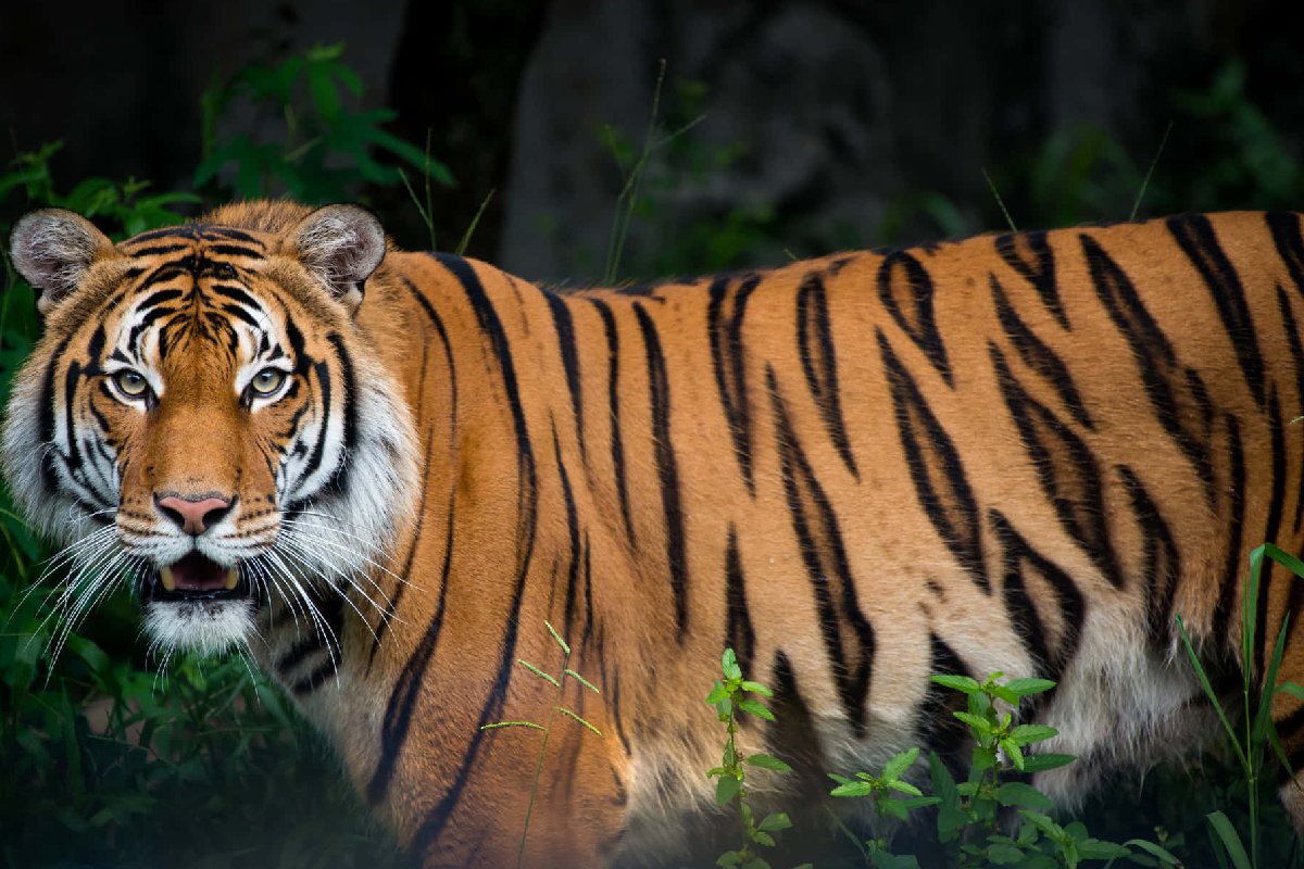 MP New Tiger Reserve