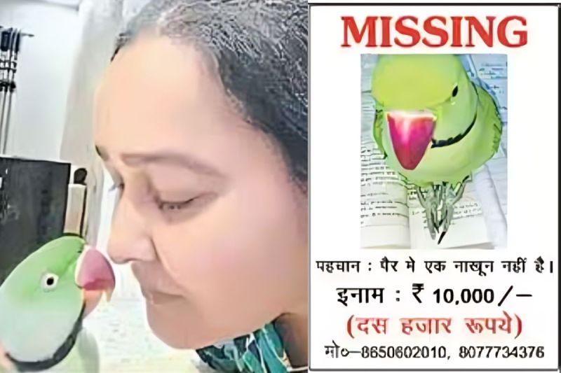 Meerut News, parrot Missing, hindi news, social media, trending news, viral news