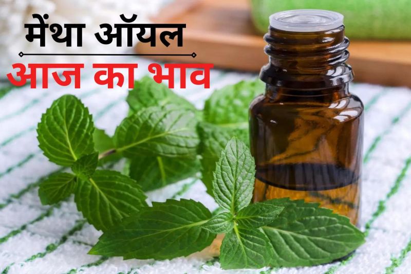 Mentha Oil Rate Today, aaj ka rate mentha oil, mentha, mentha ka rate, mentha oil, mentha oil aaj ka rate, mentha oil ka rate, mentha oil mandi bhav aaj ka, Mentha oil Price, mentha oil price today, mentha oil prices today, मेंथा ऑइल का प्राइज, मेंथा ऑयल रेट, आज मेंथा ऑयल का भाव