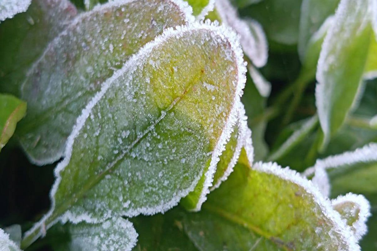 Weather updates: सरगुजा में शीतलहर को लेकर अलर्ट: अंबिकापुर का 5.9 तो बलरामपुर का तापमान पहुंचा 4.7 डिग्री