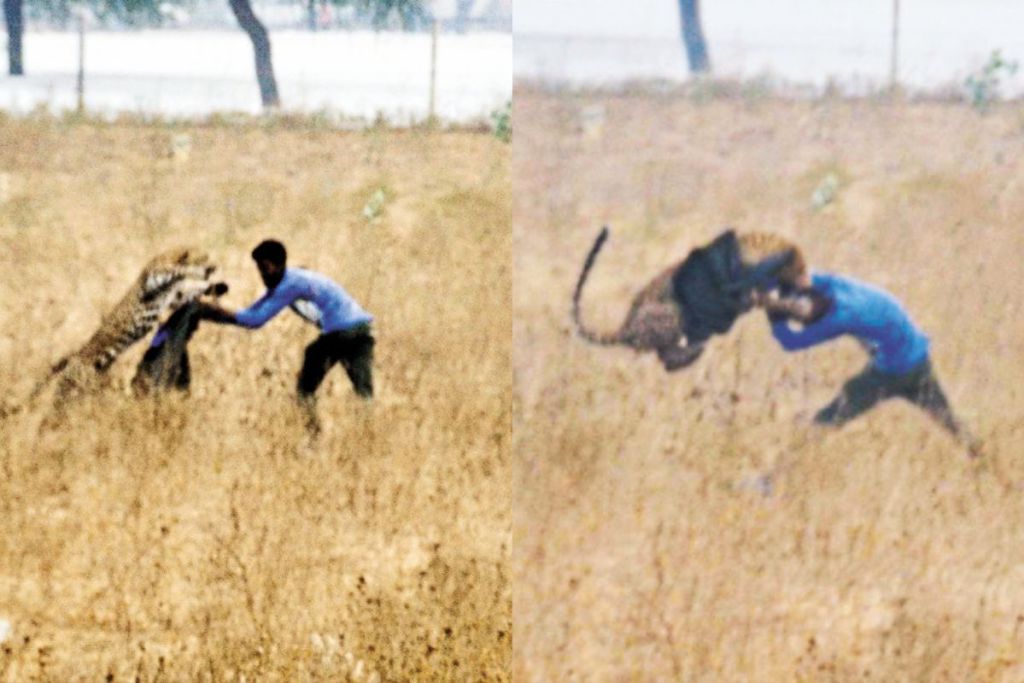 Panther Attack