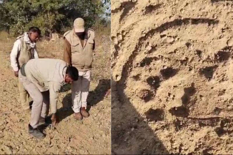 Panther movement in Alwar even on the fourth day