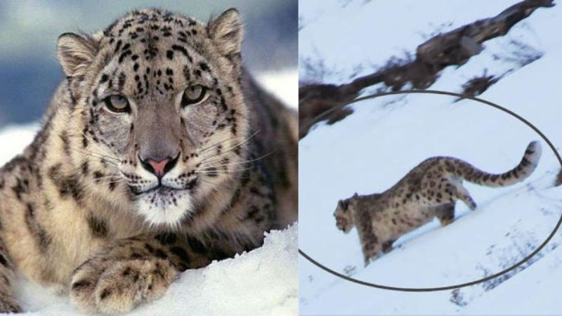 Rare snow leopard spotted in Uttarakhand