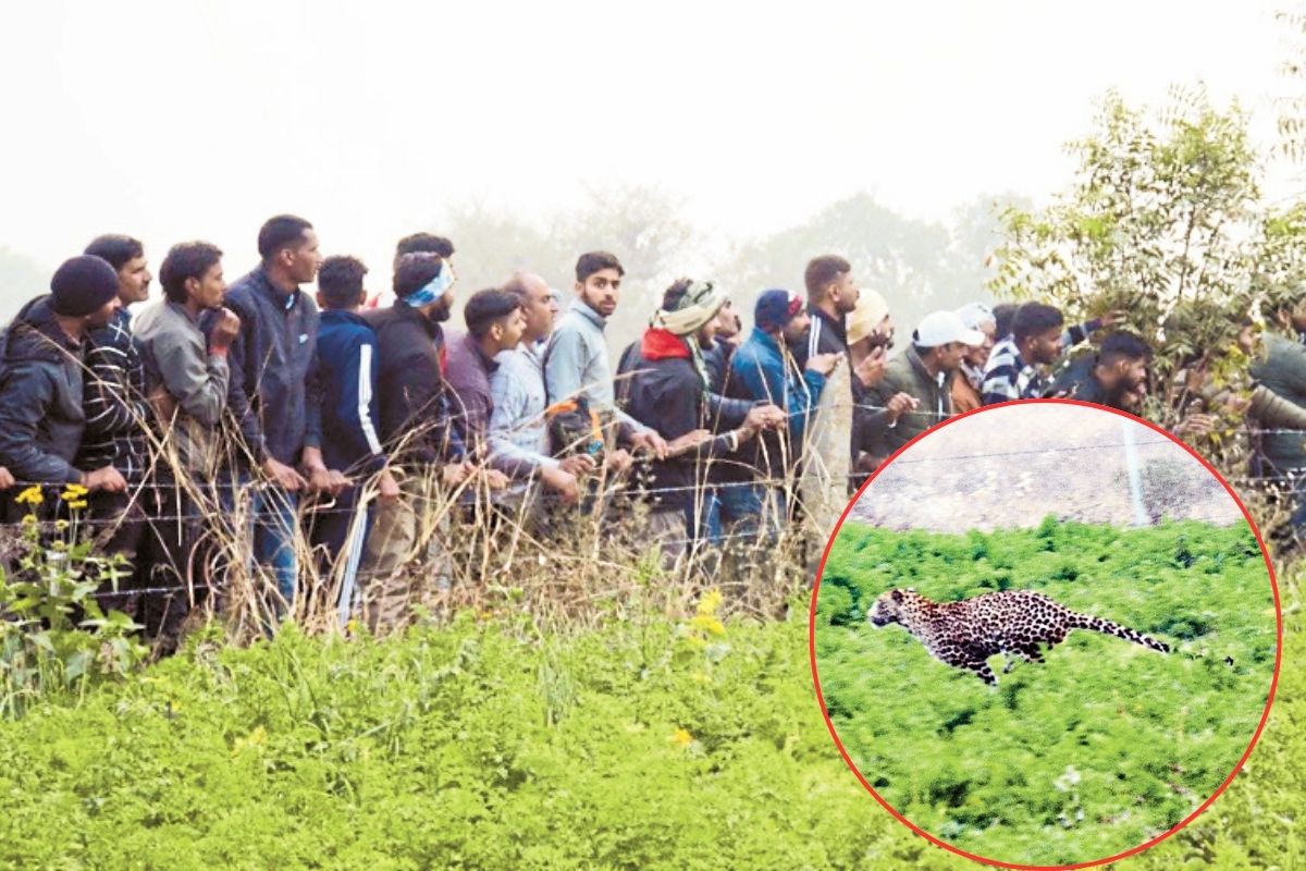 नवलगढ़ रोड पर आया पैंथर, घरों में भय का माहौल, दर्जनों गांव-ढाणियों में 7 घंटे
रही दहशत