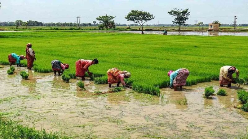 SDM caught poor quality paddy seeds in Balaghat