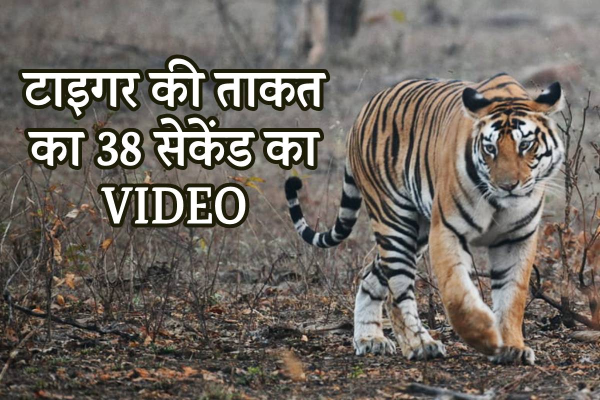 38 सेकेंड के VIDEO में देखिए टाइगर की ताकत