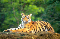 एमपी की इन खूबसूरत वादियों में होगा पहला एक्सक्लूसिव टाइगर ब्रिडिंग सेंटर, 15
साल पहले का प्रोजेक्ट - image