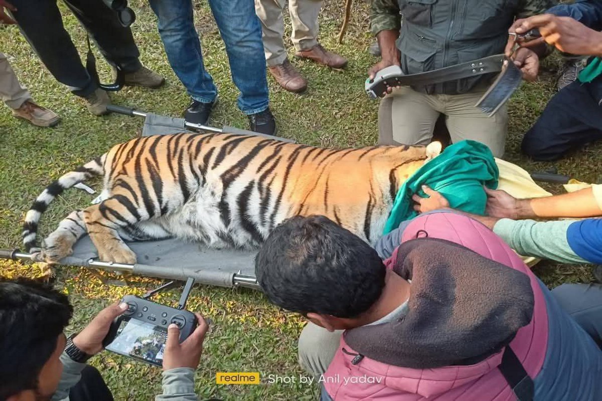 Tiger rescue: Video: मादा बाघ का किया गया रेस्क्यू, 3 एक्सपर्ट डॉक्टरों की टीम ने किया ट्रैक्यूलाइज, देखें वीडियो