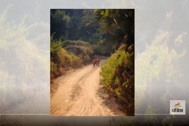 Alwar Sariska Buffer Zone Bala Quila a Tigress Suddenly Appeared in Front of Gypsy Tourists were Thrilled with Joy