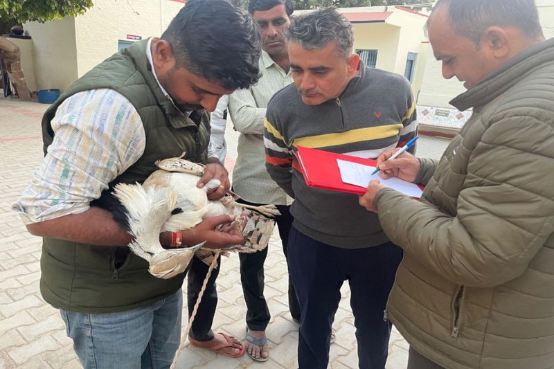 Tilor bird in Jalore