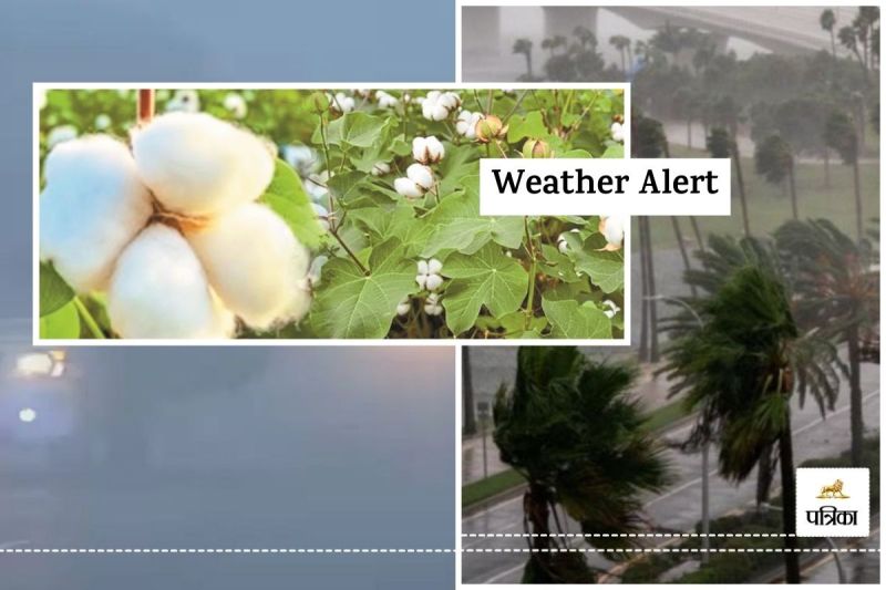 Rajasthan Weather Suddenly Changed Meteorological Department Alerted due to Rain Cotton Farmers advisory issued