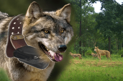 बहराइच में फिर भेड़िया का कहर!