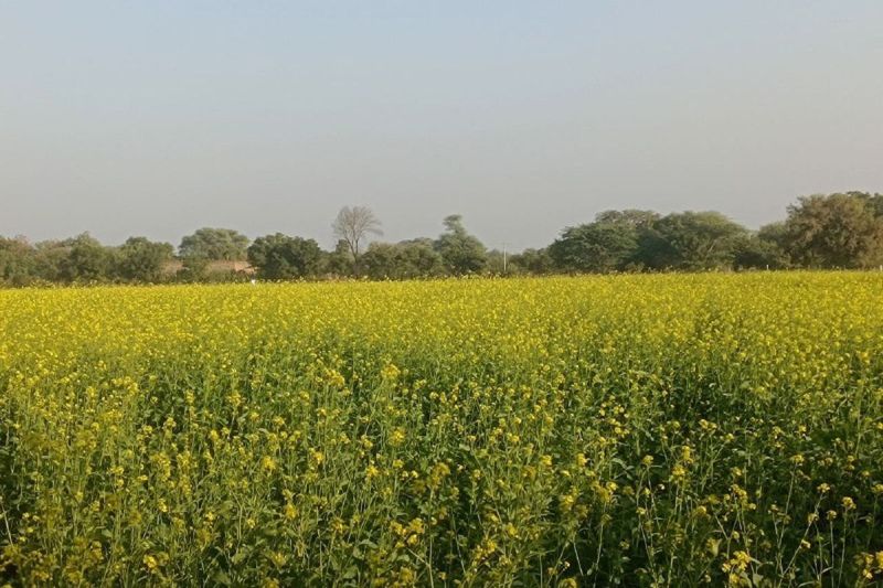 If the mercury does not fall, there is a possibility of damage to crops