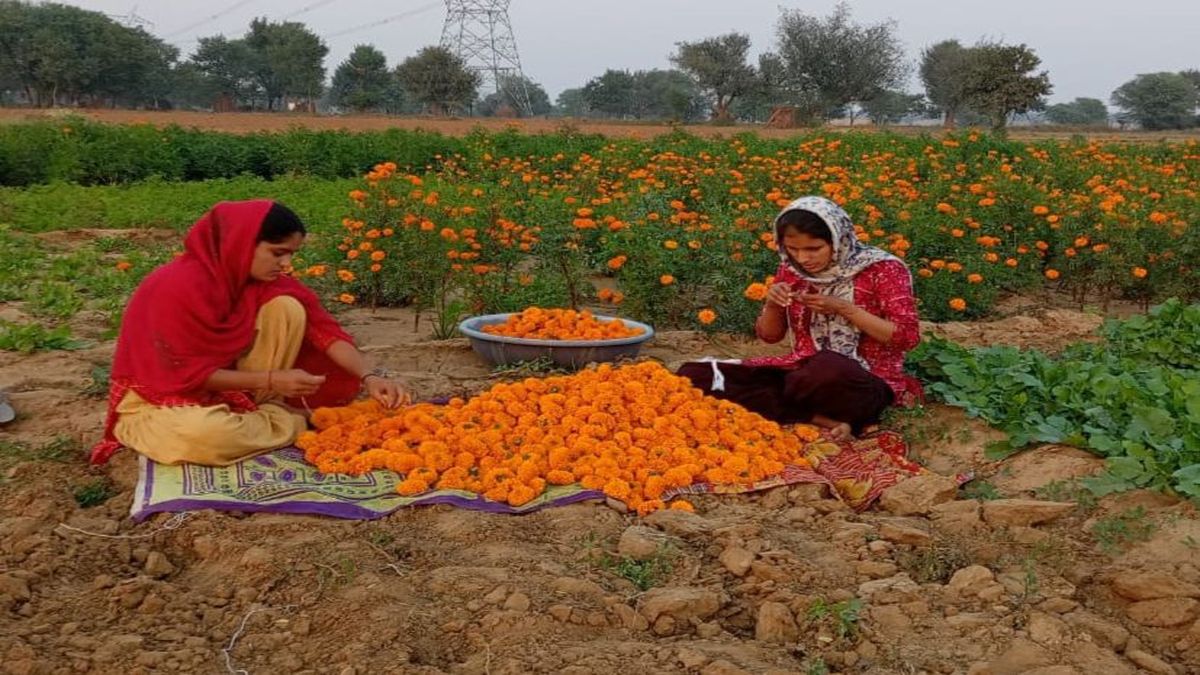 राजस्थान में जमीन के फर्जी बेचान को रोकेगा आधार, जमाबंदी से किया जाएगा लिंक